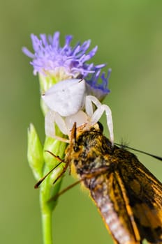 Close up white Crab Spider with captured butterfly on flower of the grass