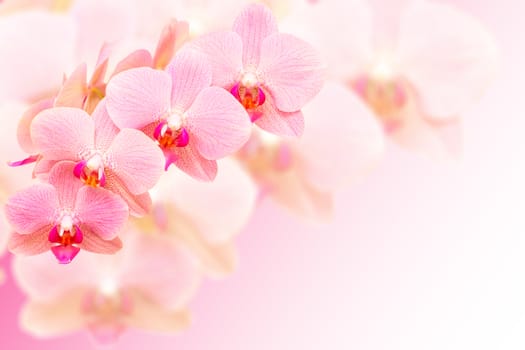 Exotic pink spotted orchid flowers on blurred background with free place for copy-space your text