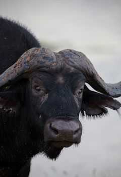 A big big buffalo of the Tanzania's national park