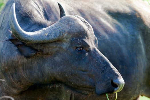 A big big buffalo of the Tanzania's national park