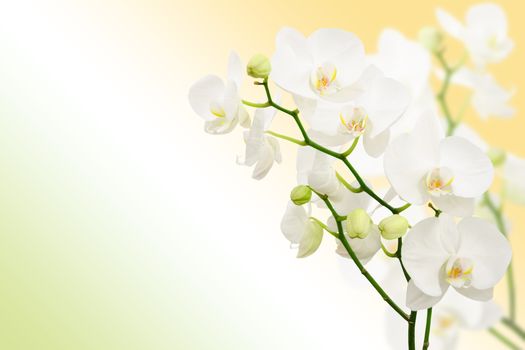 Morning spring background with branches of white orchid flowers and free place for text