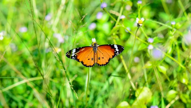 Plain Tiger ( Danaus chrysippus ), Beautiful orange butterfly eating nectar on flower in the meadow