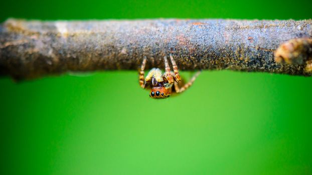 Jumping spider front, Small spider hiding under the large branches