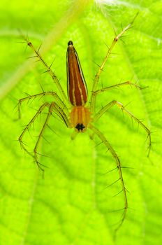 Male orange Lynx Spider or Oxyopes Quadrifasciatus on the green leaves