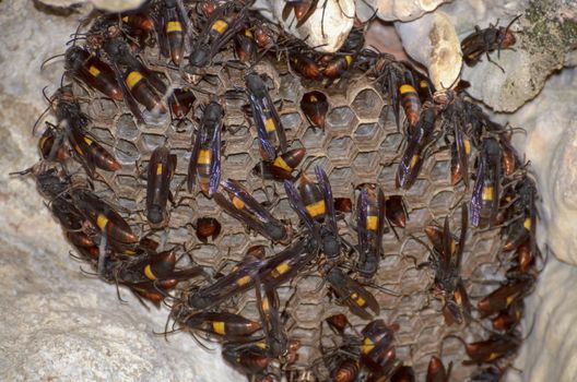 Lesser banded hornet (Vespa affinis) are building a new nest on the wall of cave in Thailand.