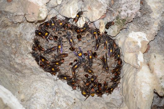 Lesser banded hornet (Vespa affinis) are building a new nest on the wall of cave in Thailand.