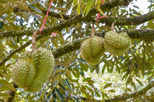 Durian ( Durio zibethinus ) on tree at orchard, King of fruits in Thailand