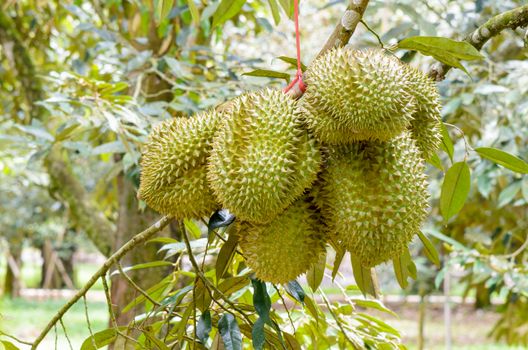 Durian ( Durio zibethinus ) on tree at orchard, King of fruits in Thailand