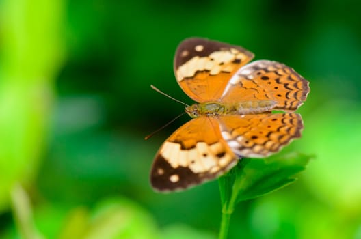 Close-up Rustic butterfly ( Cupha Erymanthis ) in Thailand.
