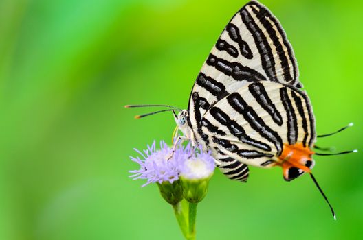 Close up white butterfly with black stripes and tail orange eating nectar on the flowers of grass in Thailand, Club Silverline or Spindasis syama terana