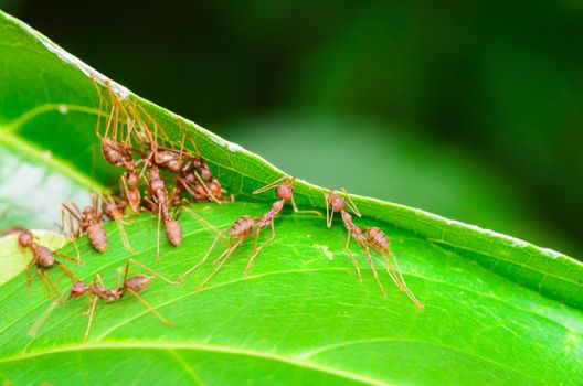 Weaver Ants or Green Ants (Oecophylla smaragdina) are working together to building a nest in Thailand