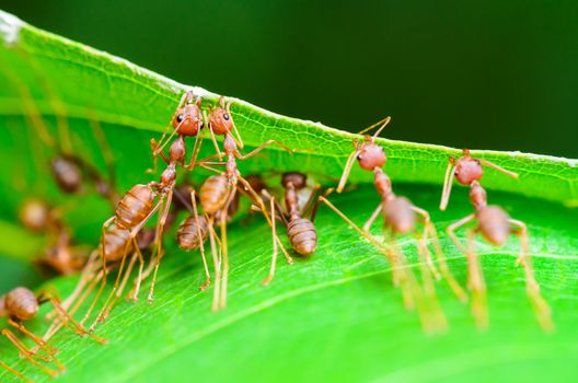 Weaver Ants or Green Ants (Oecophylla smaragdina) are working together to building a nest in Thailand