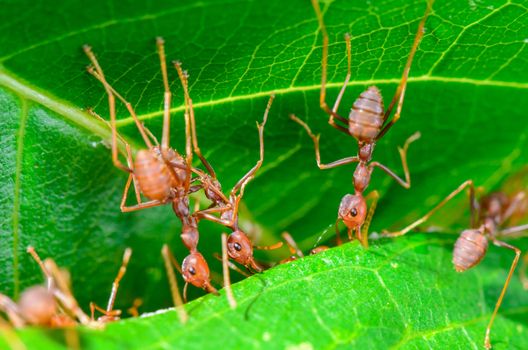 Weaver Ants or Green Ants (Oecophylla smaragdina) are working together to building a nest in Thailand