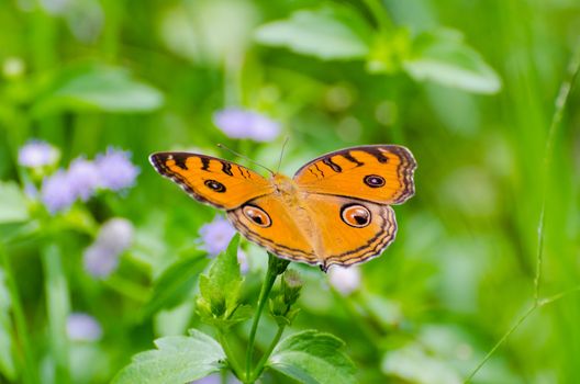 Peacock pansy butterfly (Junonia almana) on top of a bush
