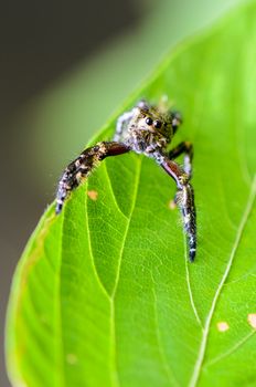 Hasarius adansoni, Gold jumping spider on the leaf 

