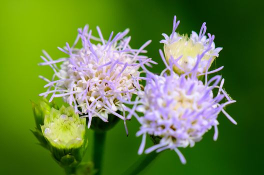 Small blue flowers of Billy Goat Weed ( Ageratum conyzoides )  in Thailand