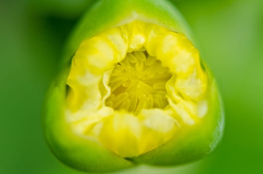 Close up buds of Limnocharis flava or Yellow Burr Head is a species of aquatic flowering plant taken in Thailand