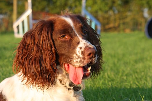 a very cute liver and white working type english springer spaniel pet gundog