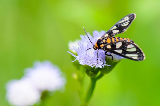 Wasp Moth or Eressa angustipenna, Small butterfly looking for nectar feeding on flower of grass.
