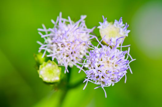 Small blue flowers of Billy Goat Weed ( Ageratum conyzoides )  in Thailand