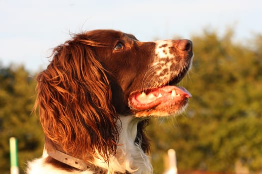 a very cute liver and white working type english springer spaniel pet gundog