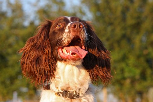 a very cute liver and white working type english springer spaniel pet gundog