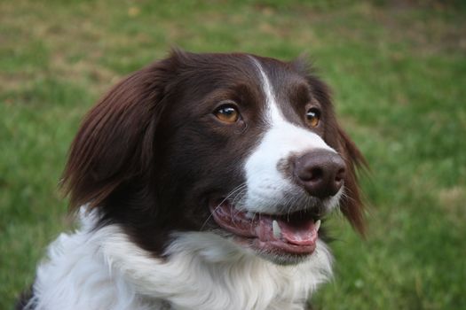 very cute liver and white collie cross springer spaniel pet dog