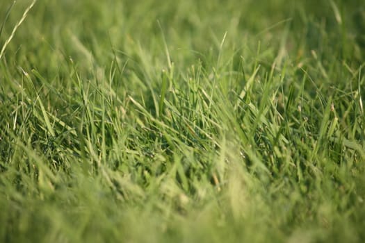 close up of green grass in a field