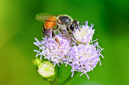 Close up small bees looking for nectar on flower of Billy Goat Weed in Thailand