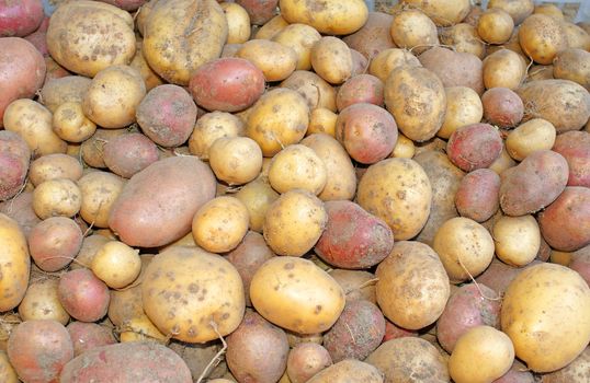 Potato tubers out of the ground just as a background