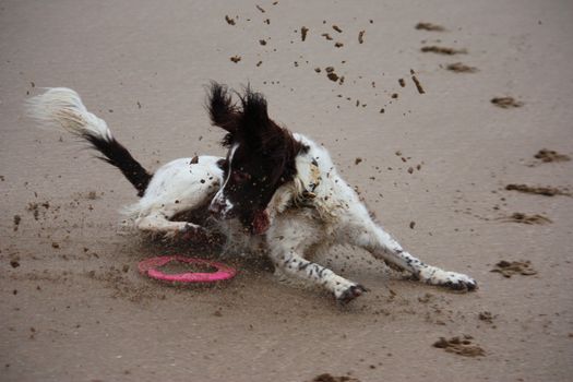 Working type english springer spaniel pet gundog running on a sandy beach;