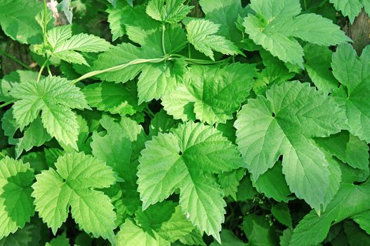 Hop leaves as background                               