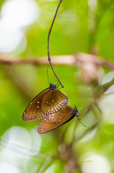 Black Kaiser butterfly ( Penthema binghami ) mating in the bush taken from Thailand