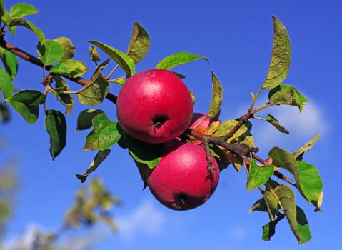 Red apples on a branch against the blue sky