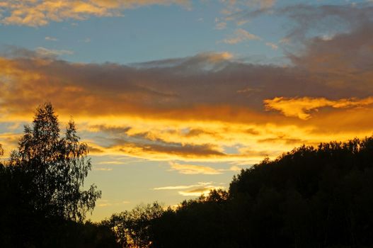 Black silhouettes of trees on a background of a bright sunset sky with clouds