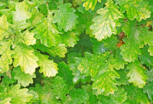 Yellowing foliage of oak close-up as background