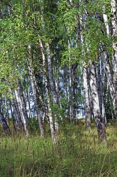  Birch grove in summer                   