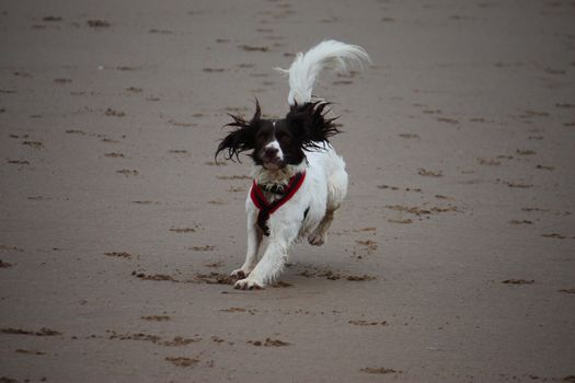 Working type english springer spaniel pet gundog running on a sandy beach;