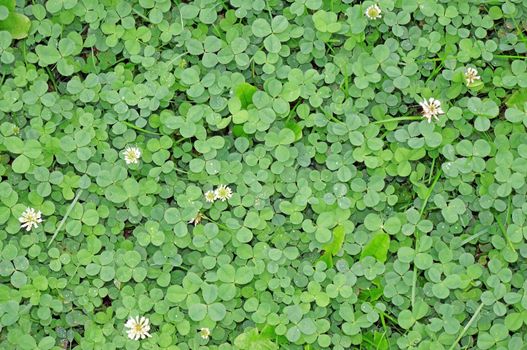 
Young green clover in the rain drops as background