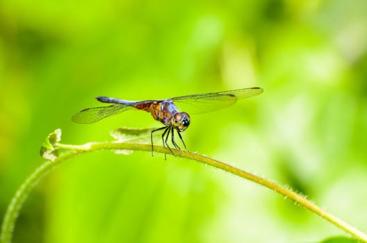 Front view of a dragonfly at rest on the vine
