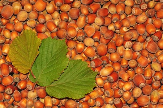  Hazelnuts close-up as background                              