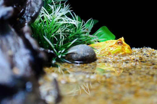 Albino, Horn Frog or Pacman Frog in simulated natural environments.