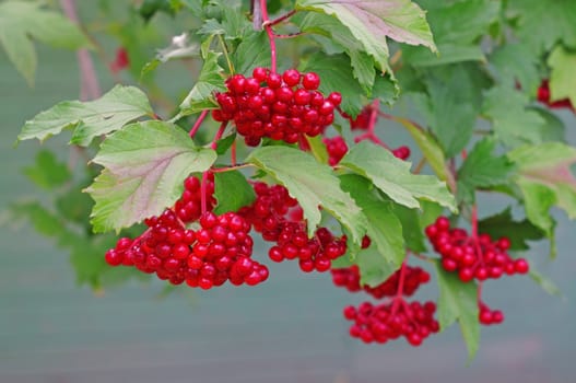 Ripe red viburnum on a bush