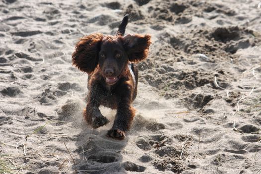 very cute young liver working type cocker spaniel puppy running on a sandy beach