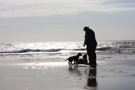 a person with two dogs on a glimmering sandy beach in sunshine