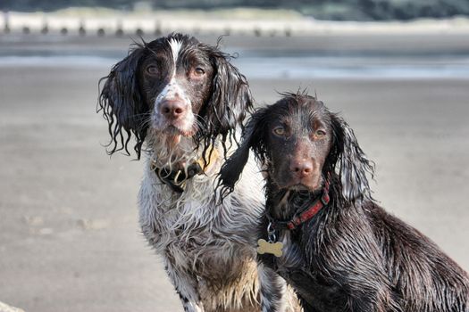 a working type english springer and cocker spaniels sat together on a sandy beach