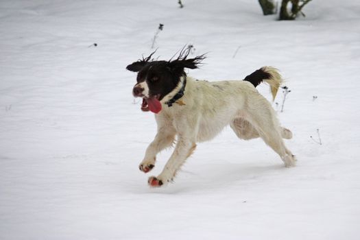 Working springer spaniel pet gundog playing in the snow