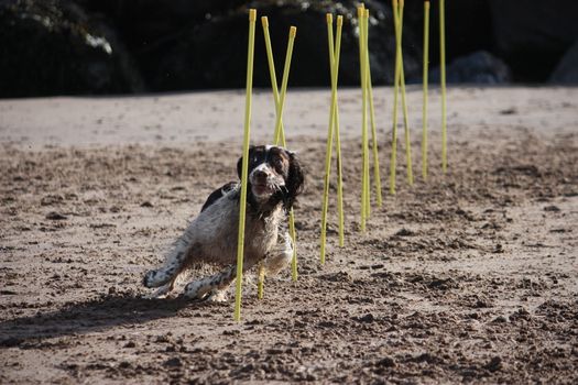 working type english springer spaniel pet gundog agility weaving on a sandy beach