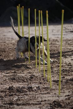 working type english springer spaniel pet gundog agility weaving on a sandy beach