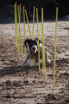 working type english springer spaniel pet gundog agility weaving on a sandy beach